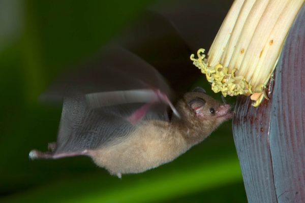 Langzungenfledermaus entnimmt Nektar von einer Blüte während des Fluges.