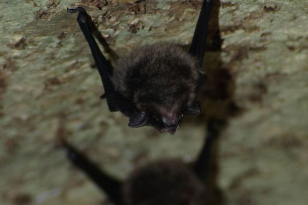 Zweibänderige Kurzohrfledermaus hängt kopfunter in einer Höhle.