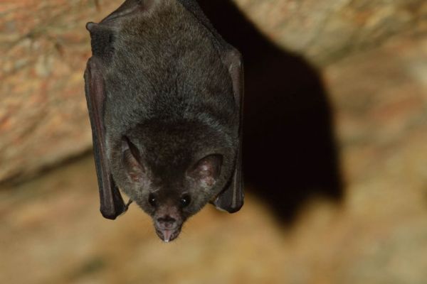 Zweibindige Fledermaus hängt kopfunter, sichtbar vor felsigem Hintergrund.