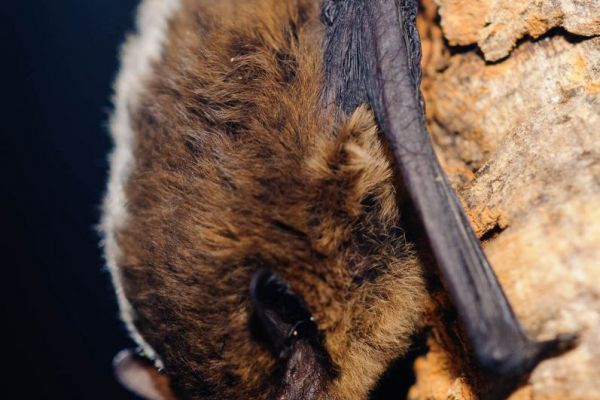 Zwergfledermaus ruht an einem Baumstamm, dicht an der Rinde.