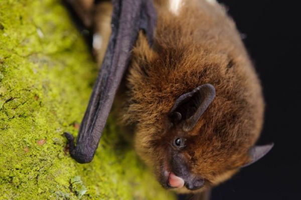 Nahaufnahme einer Zwergfledermaus auf moosbedecktem Untergrund.