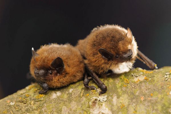 Zwei Zwergfledermäuse ruhen auf einer Baumrinde in Nahaufnahme.
