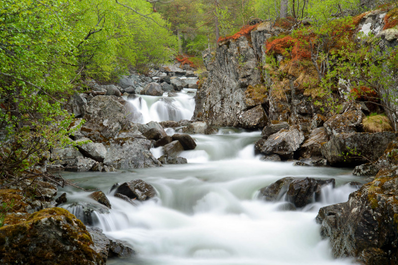 Ein Wasserfall fließt durch einen grünen Birkenwald mit felsigen Ufern in Norwegen.