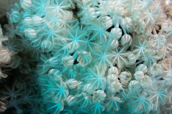 Nahaufnahme von filigranen Weichkorallen in einem tropischen Korallenriff.