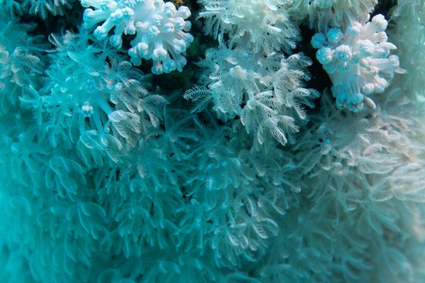 Detailaufnahme von weißen und blauen Weichkorallen mit filigranen Polypen im Wasser.