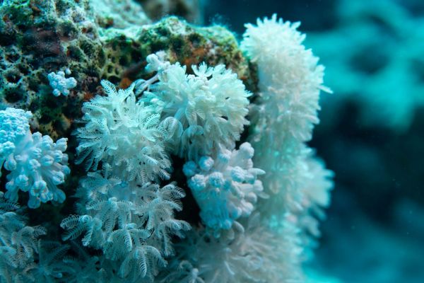 Nahaufnahme von weißen Weichkorallen auf einem Meeresriff