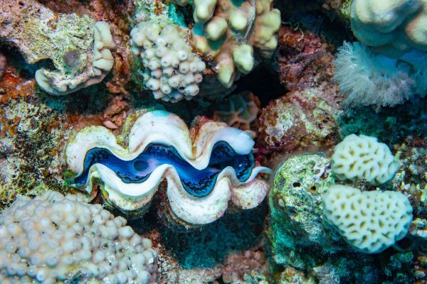 Riesenmuschel in einem Korallenriff mit bunter Umgebung.