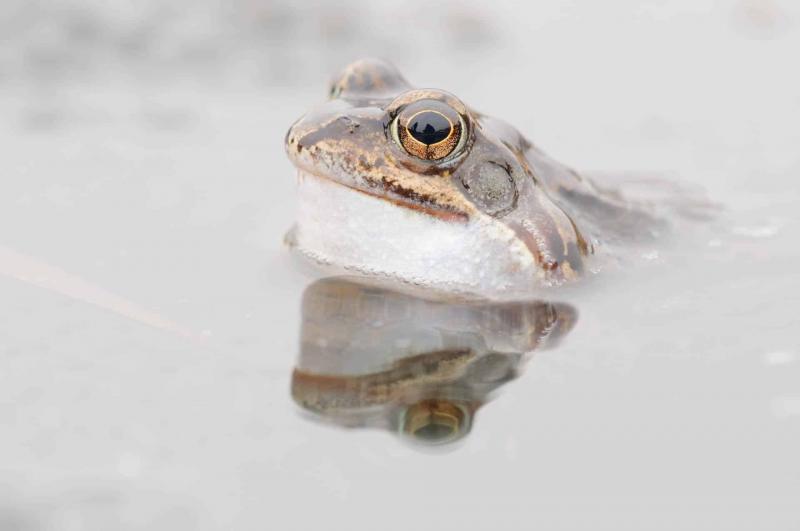 Grasfrosch