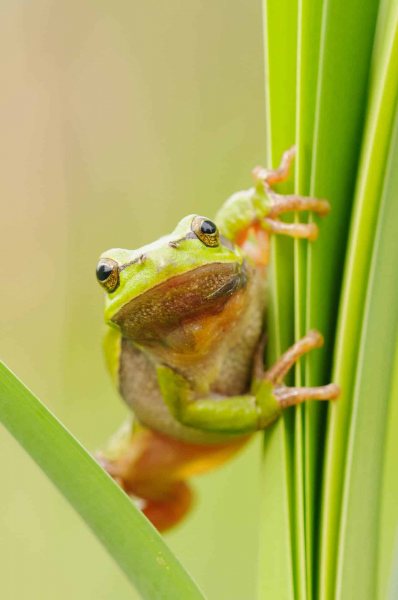 Laubfrosch