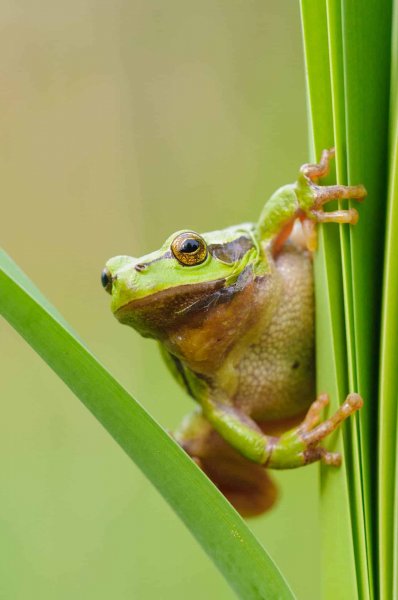 Laubfrosch