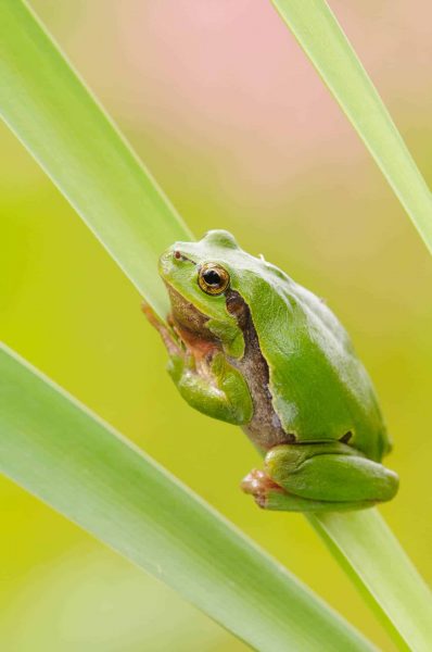 Laubfrosch