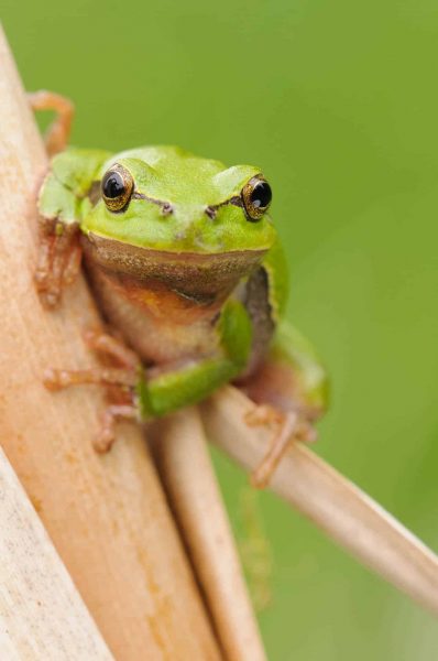Laubfrosch