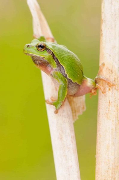 Laubfrosch