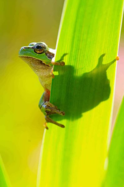 Laubfrosch
