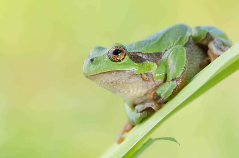 Laubfrosch