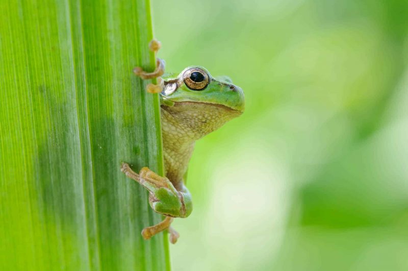 Laubfrosch