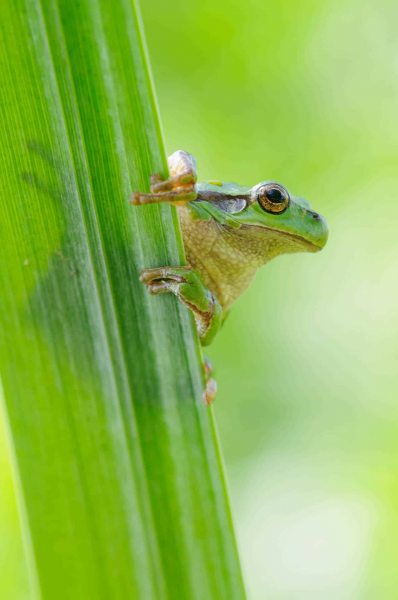 Laubfrosch