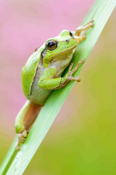 Laubfrosch