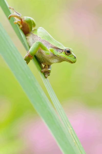 Laubfrosch
