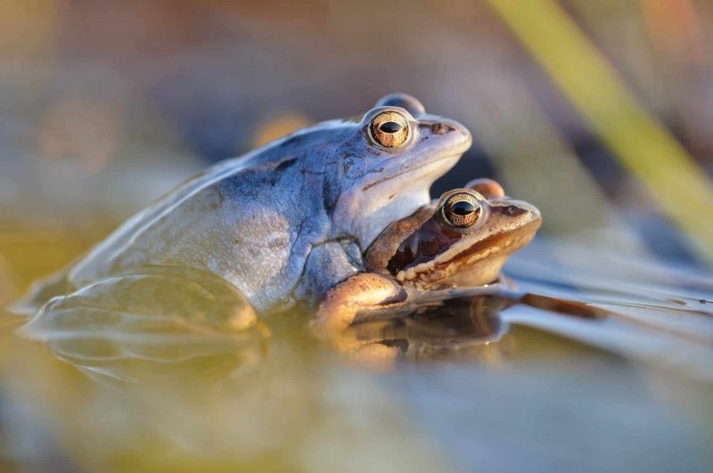 Moofrosch