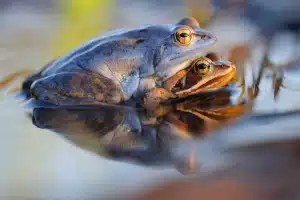Moofrosch