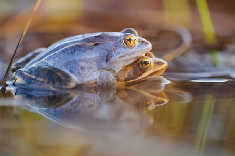 Moofrosch