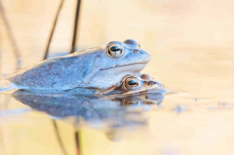Moofrosch