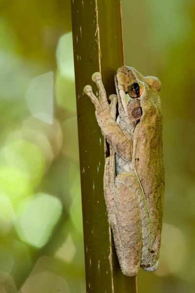 Smilisca baudinii