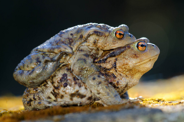 Zwei Erdkröten in einer Paarungssituation auf einem moosigen Stein.