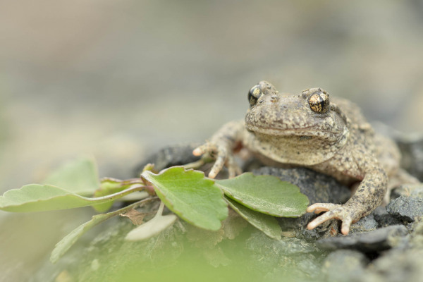 Nahaufnahme einer Geburtshelferkröte auf steinigem Untergrund mit grünen Blättern.
