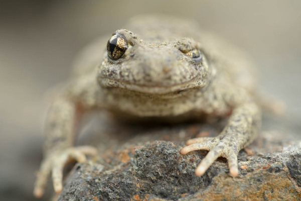 Eine Geburtshelferkröte auf einem Felsen mit detailreichem Blick auf den Körper.