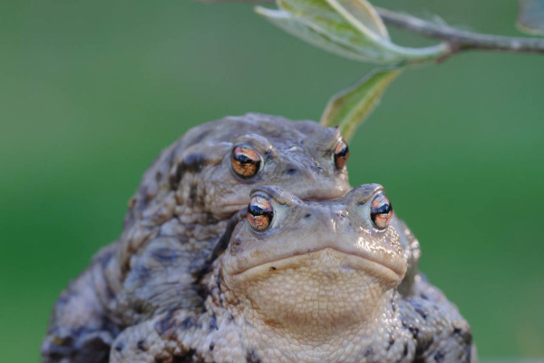 Nahaufnahme eines Erdkrötenpaares in Paarungshaltung.