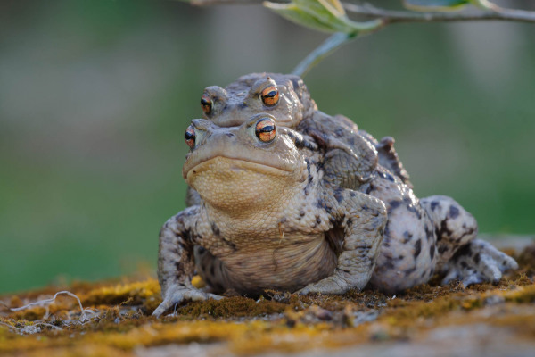 Zwei Erdkröten in Paarungsposition auf moosigem Untergrund.