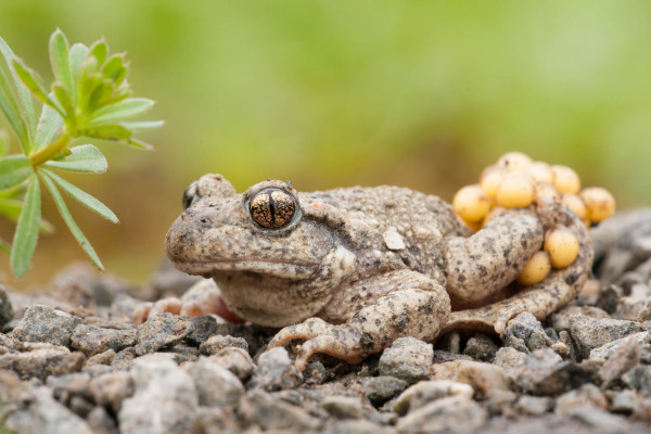 Geburtshelferkröte mit Eiern auf den Hinterbeinen auf Kiesboden sitzend.