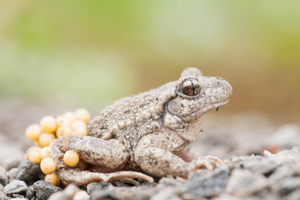 Geburtshelferkröte mit Eiern an den Hinterbeinen auf steinigem Untergrund.