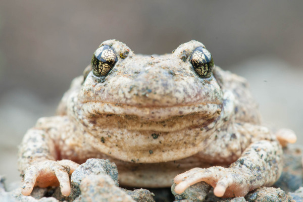 Geburtshelferkröte mit charakteristisch gerauter Haut, sitzt auf steinigem Untergrund.