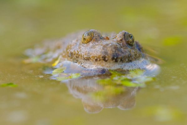 Eine Gelbbauchunke an der Wasseroberfläche in einem flachen Gewässer.