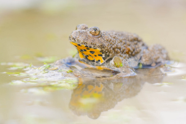 Eine Gelbbauchunke sitzt in einem flachen Gewässer, mit sichtbarer gelber Unterseite.