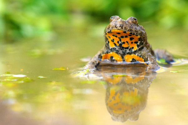 Gelbbauchunke im Wasser mit charakteristischen gelben Bauchflecken.