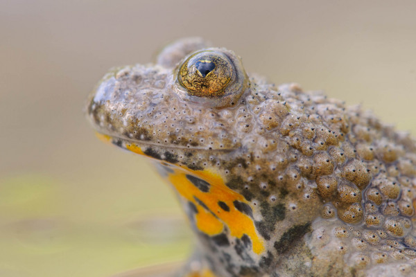 Nahaufnahme einer Gelbbauchunke mit charakteristischer gelber Bauchzeichnung