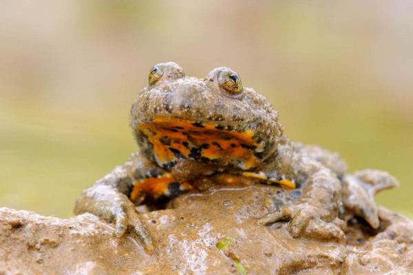Die Gelbbauchunke zeigt ihr gelbes, geflecktes Bauchmuster.
