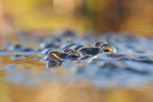 Ein Grasfrosch schaut aus einem Tümpel heraus, umgeben von Wasserlinsen.