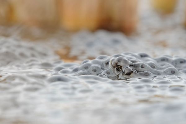 Grasfrosch zwischen Laichballen im Wasser schwimmend.