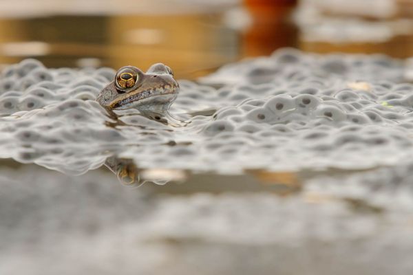 Grasfrosch schwimmt im Wasser und ist von Laich umgeben.