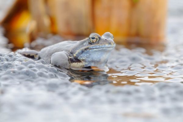 Grasfrosch im Wasser, umgeben von Laichballen.