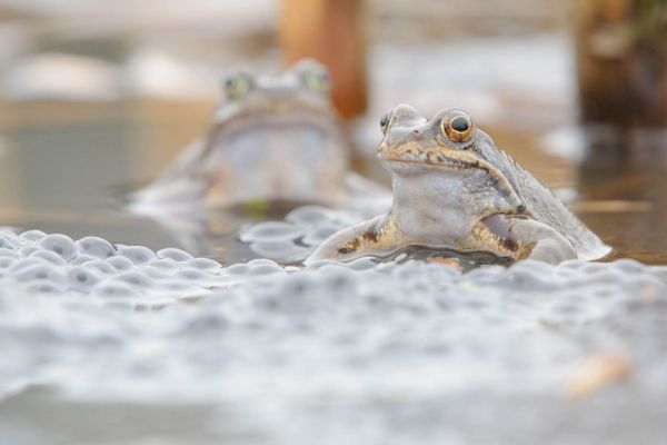 Zwei Grasfrösche im Wasser, umgeben von Laichballen während der Paarungszeit.