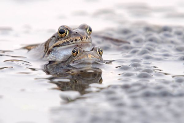 Zwei Grasfrösche in einem Gewässer mit Laichballen umgeben.