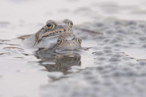 Zwei Grasfrösche im Wasser mit Laichballen.
