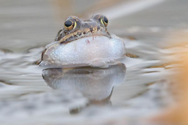 Grasfrosch mit aufgeblähtem Kehlsack im Wasser während der Laichzeit.