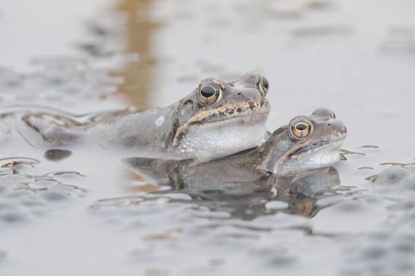 Zwei Grasfrösche im Wasser während der Laichzeit.